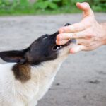 犬が家族だと思っていない人にみせる行動4選　信用されない人の特徴や嫌われる要因まで(ブログ)