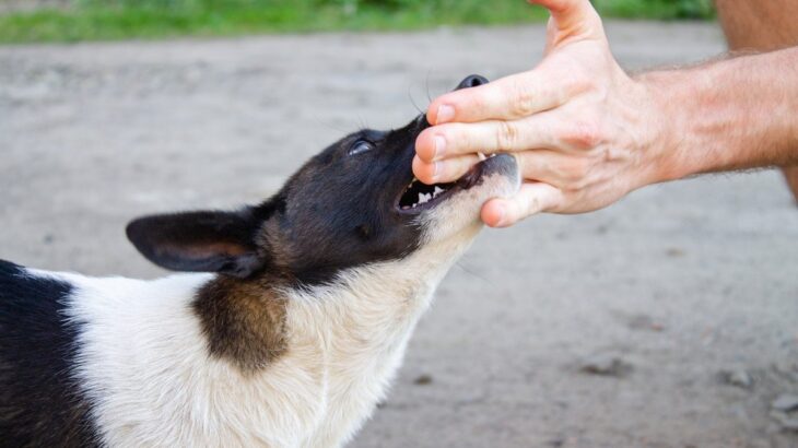 犬が家族だと思っていない人にみせる行動4選　信用されない人の特徴や嫌われる要因まで(ブログ)