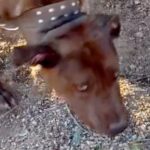 1年間も庭に放置されていた犬→隣の家に引っ越してきた家族が…1年後の『涙あふれるお誕生日の光景』に反響「幸せそう」「おめでとう」祝福の声も(ブログ)