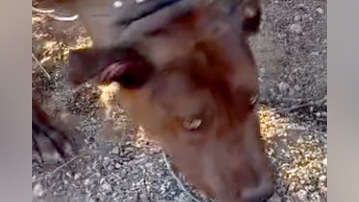 1年間も庭に放置されていた犬→隣の家に引っ越してきた家族が…1年後の『涙あふれるお誕生日の光景』に反響「幸せそう」「おめでとう」祝福の声も(ブログ)