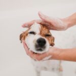 犬からすると『余計なお世話』な飼い主の行動5つ　正しい接し方を知って信頼関係を深めよう(ブログ)