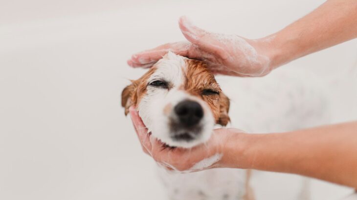 犬からすると『余計なお世話』な飼い主の行動5つ　正しい接し方を知って信頼関係を深めよう(ブログ)