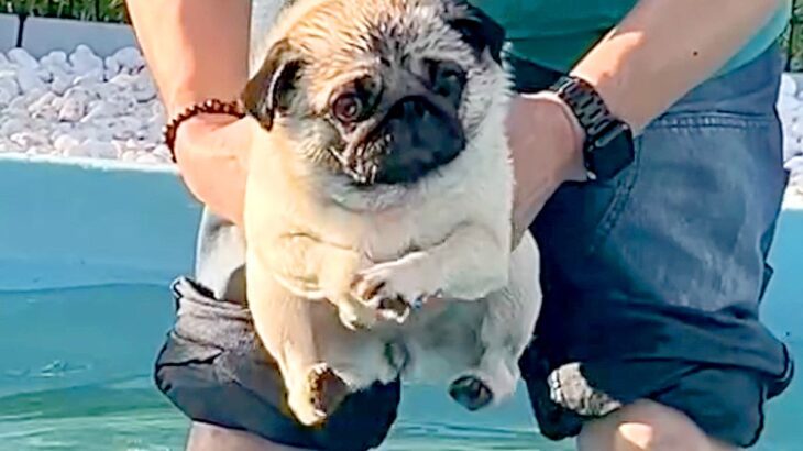 2回目のプールに来た犬→『泳いでくれる』と思ったら…足がついた瞬間の『予想外すぎる動き』が63万再生「顔ｗ」「エンドレスで見れる」と爆笑(ブログ)