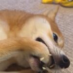 執拗に前足を気にする犬→心配で病院へ連れて行った結果…『まさかの診断結果』に11万いいね「気持ち分かるｗ可愛いｗ」「怪我なくてよかった」(ブログ)