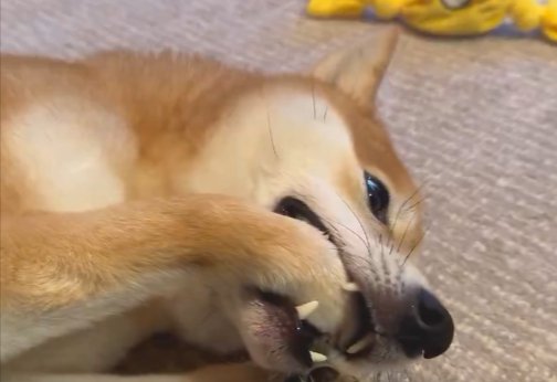 執拗に前足を気にする犬→心配で病院へ連れて行った結果…『まさかの診断結果』に11万いいね「気持ち分かるｗ可愛いｗ」「怪我なくてよかった」(ブログ)