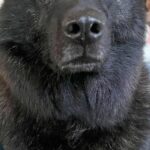 正面から犬の写真を撮った結果→想定以上に『クマにしか見えない光景』に23万いいねの大反響「本物かと思った」「オジサン」「お顔立ち素敵」(ブログ)