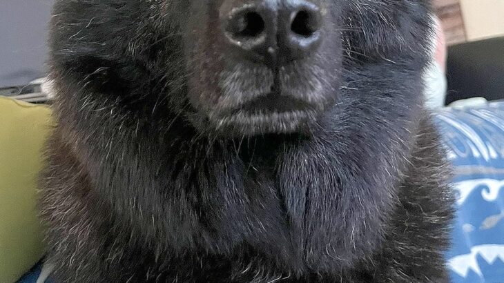 正面から犬の写真を撮った結果→想定以上に『クマにしか見えない光景』に23万いいねの大反響「本物かと思った」「オジサン」「お顔立ち素敵」(ブログ)
