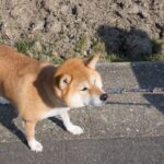 犬が『お散歩を拒否するとき』に考えられる心理4つ　無理させない改善ステップや寄り添い方をご紹介(ブログ)