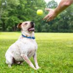 愛犬との『心の距離』が近くなる飼い主の行動3つ　より良い関係を築くために心がけるべきこととは(ブログ)