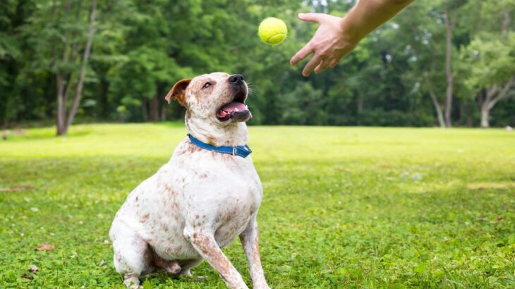 愛犬との『心の距離』が近くなる飼い主の行動3つ　より良い関係を築くために心がけるべきこととは(ブログ)