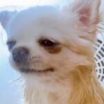 犬を自動乾燥機に入れた結果→『そろそろ乾いたかな？』と思って見に行くと…『衝撃の状況』に19万いいね集まる「想定外で草」「表情がｗ」(ブログ)