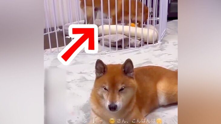 ライブ配信中、ぬいぐるみで遊んでいた犬が…思わず吹き出す『コントのようなハプニング』が32万再生「最高ｗｗ」「タイミング完璧で草」と爆笑(ブログ)