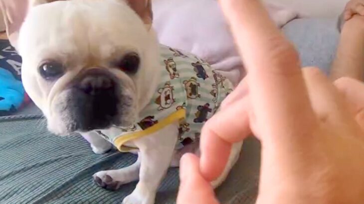 いたずらで『パパにでこぴんした』結果→隣にいた犬が勘違いをして…平和主義すぎる『まさかの解決方法』が25万再生「たまらんｗ」「可愛すぎ」(ブログ)