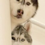 スーパーに行こうとしたら、階段の上から『2頭のハスキー犬』が…まさかの『情で訴えかける光景』に3万いいね「可愛すぎｗ」「行きづらｗ」(ブログ)