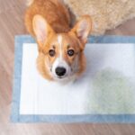 犬のおしっこが赤やオレンジに…危険なサイン？見逃せない5つの病気と健康管理のポイント(ブログ)