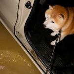 豪雨の日、晴れ間に犬の散歩をした結果→水たまりがあって…車から降りられず困り果てる光景が17万再生「可愛い」「早くやむといいね」と反響(ブログ)