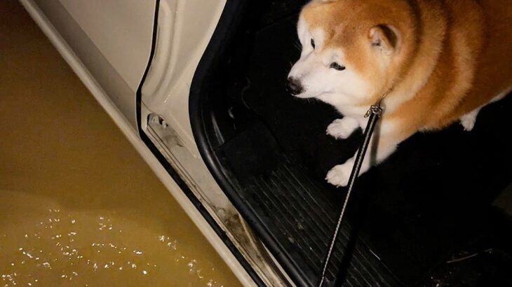 豪雨の日、晴れ間に犬の散歩をした結果→水たまりがあって…車から降りられず困り果てる光景が17万再生「可愛い」「早くやむといいね」と反響(ブログ)