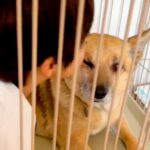 保護犬のことが大好きな男の子→突然『チューをした』結果…あまりにも尊い『お互いのやり取り』が8万再生「幸せすぎる日常」「素敵な家族」(ブログ)