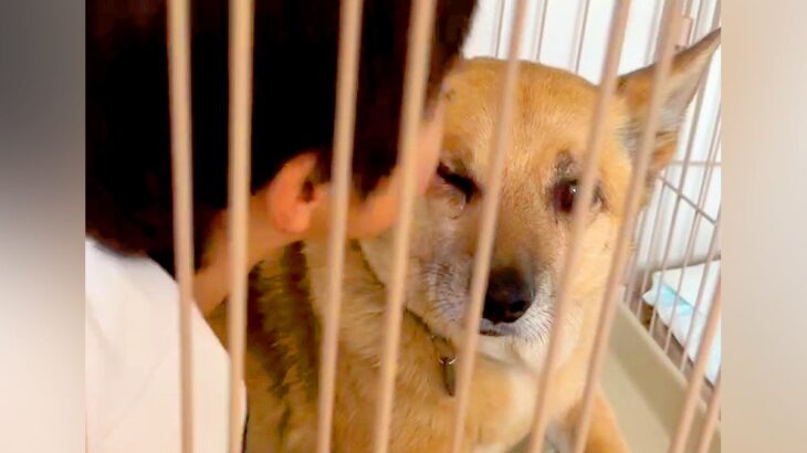 保護犬のことが大好きな男の子→突然『チューをした』結果…あまりにも尊い『お互いのやり取り』が8万再生「幸せすぎる日常」「素敵な家族」(ブログ)