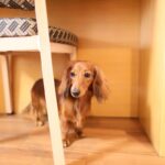 愛犬が『臆病』になる要因は飼い主にある？　4つの原因から適切な接し方まで(ブログ)