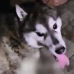 『引っ越すから飼えない』炎天下の中、鎖に繋がれ放置された大型犬…『命を救いたい』と最善を尽くした結果→涙溢れる光景に反響「本当よかった」(ブログ)