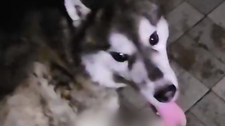 『引っ越すから飼えない』炎天下の中、鎖に繋がれ放置された大型犬…『命を救いたい』と最善を尽くした結果→涙溢れる光景に反響「本当よかった」(ブログ)