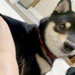 くつろいでいる豆柴の『おしり』を見てみたら…とんでもなく可愛い『ハートマークを隠し持つ光景』が194万表示「知らなかった」「柴トリビア」(ブログ)