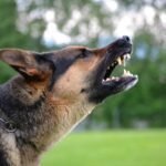 『吠えている犬』への絶対NG行為4選　余計に鳴くようになる飼い主の行動や正しいしつけまで(ブログ)