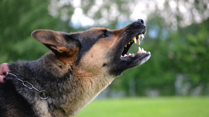 『吠えている犬』への絶対NG行為4選　余計に鳴くようになる飼い主の行動や正しいしつけまで(ブログ)