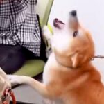 職場で『おはようございます』と挨拶する犬２匹→上司と部下への対応が…悲しくなるほど『あからさまな態度の違い』に爆笑「柴犬らしいｗ」(ブログ)