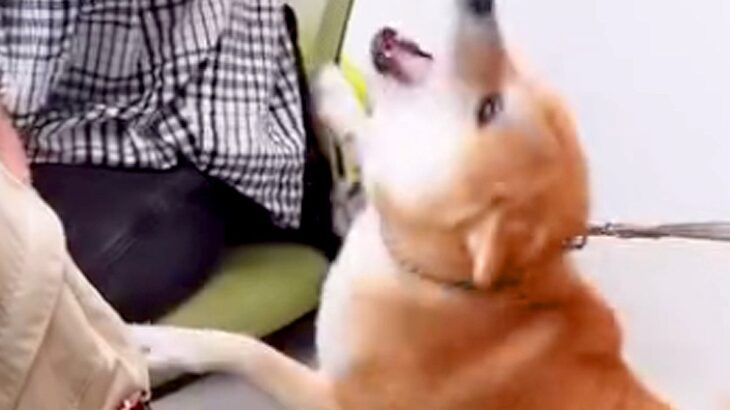 職場で『おはようございます』と挨拶する犬２匹→上司と部下への対応が…悲しくなるほど『あからさまな態度の違い』に爆笑「柴犬らしいｗ」(ブログ)