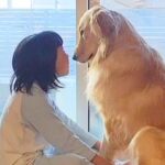 朝、女の子と大型犬が窓際で見つめ合って…ゆっくりと時間が流れる『尊すぎる光景』が28万再生「ほっこり癒された」「尻に敷かれてるw」と反響(ブログ)