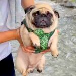 川遊びにきた犬→抱っこで降ろそうとした瞬間…想定以上に可愛い『イメトレを欠かさない光景』に9万いいね集まる「愛されてるの伝わる」と絶賛(ブログ)