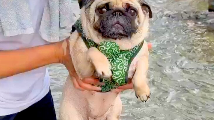 川遊びにきた犬→抱っこで降ろそうとした瞬間…想定以上に可愛い『イメトレを欠かさない光景』に9万いいね集まる「愛されてるの伝わる」と絶賛(ブログ)