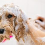 犬にとって苦痛な『お手入れ』３選　苦手を克服させるコツや適切な方法まで(ブログ)