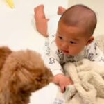 赤ちゃんが転がっていたら、たまたま犬と目が合って…芸人顔負けの『100点満点な行動』が90万再生「四度見ｗｗ」「赤ちゃん余裕あって草」(ブログ)