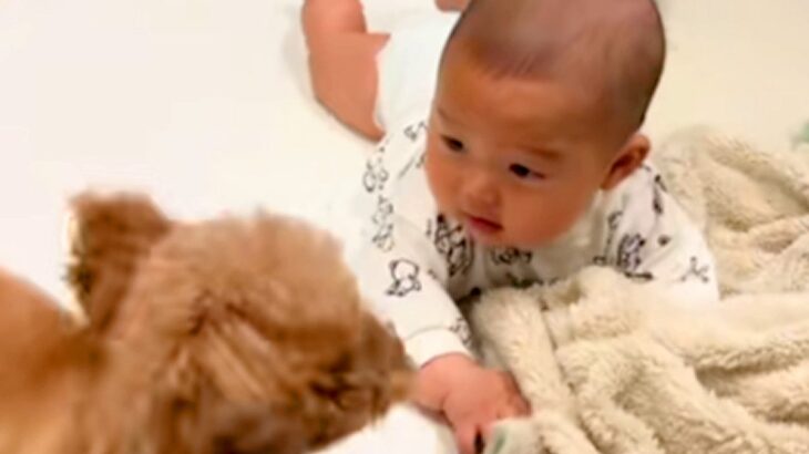 赤ちゃんが転がっていたら、たまたま犬と目が合って…芸人顔負けの『100点満点な行動』が90万再生「四度見ｗｗ」「赤ちゃん余裕あって草」(ブログ)
