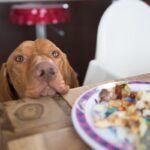 犬が『誤飲』すると命を落とすモノ5選　予期せぬ事故を防ぐために日頃からすべきことまで(ブログ)
