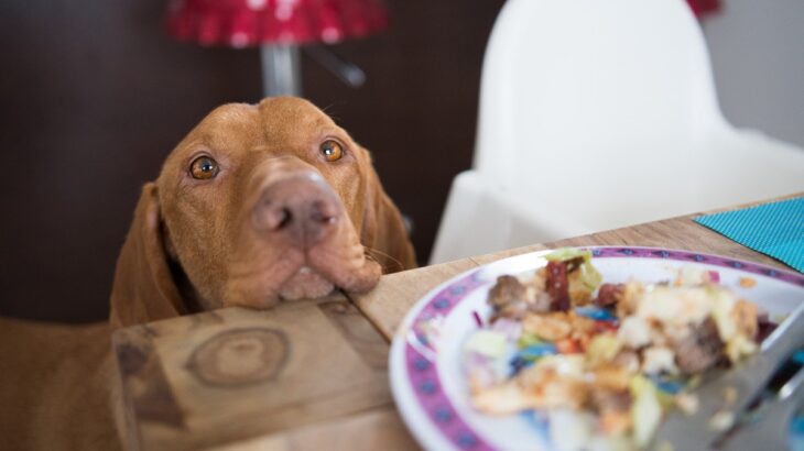 犬が『誤飲』すると命を落とすモノ5選　予期せぬ事故を防ぐために日頃からすべきことまで(ブログ)