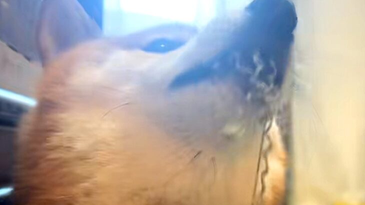 カーペットにイタズラする犬→偶然インターホンが鳴った、次の瞬間…勘違いで見せた『まさかの反応』が82万再生「自覚ありｗ」「反応早くて草」(ブログ)