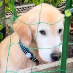 『大型犬がやたら庭に行くなあ』と思ったので、こっそりあとをつけた結果…衝撃的な『まさかの行動』が39万再生「現行犯ｗ」「老犬と思えない」(ブログ)
