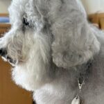 ふわふわ犬の頭に『ドライヤーを当てた』結果→可愛く仕上がると思ったら…衝撃的な『まさかの髪型』に6万いいね「吹いた」「ニードルプードル」(ブログ)
