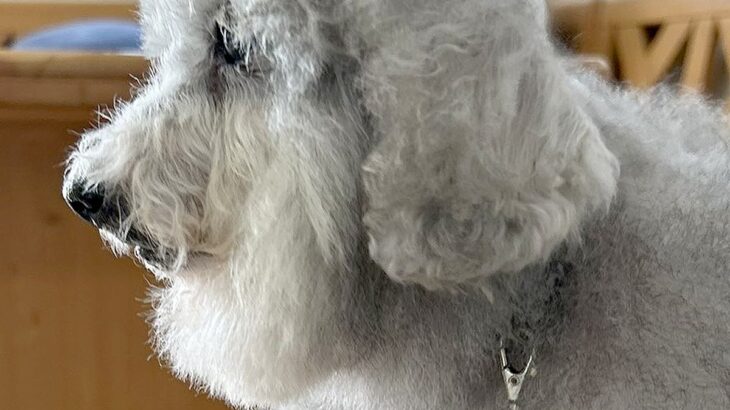 ふわふわ犬の頭に『ドライヤーを当てた』結果→可愛く仕上がると思ったら…衝撃的な『まさかの髪型』に6万いいね「吹いた」「ニードルプードル」(ブログ)