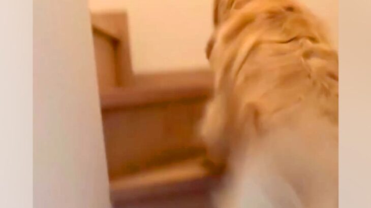 「あかんあかんあかん！」朝、大型犬に『パパを起こしてきて』とお願いした結果…激しすぎる『絶対に起きる目覚まし』に反響「羨ましい」の声も(ブログ)