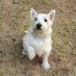 犬が指示されていないのに『オテ』をする心理3つ　気付いてあげたい愛犬からのメッセージとは(ブログ)