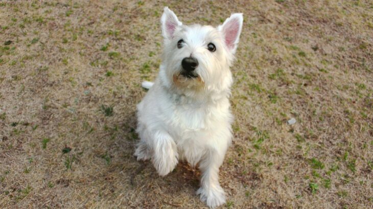 犬が指示されていないのに『オテ』をする心理3つ　気付いてあげたい愛犬からのメッセージとは(ブログ)