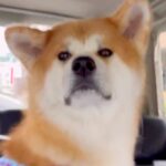 『家族とのお別れ』だと思い込み、テンションが低い秋田犬→駅を通り過ぎると…勘違いに気付いた瞬間の『表情の変化』に反響「全然違うｗ」(ブログ)