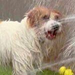 水遊び中に『シャワーヘッド』をかじった犬→破壊してしまい…衝撃のハプニングに1万いいね「もはや現代アートで草」「大噴水ｗｗ」と爆笑続々(ブログ)