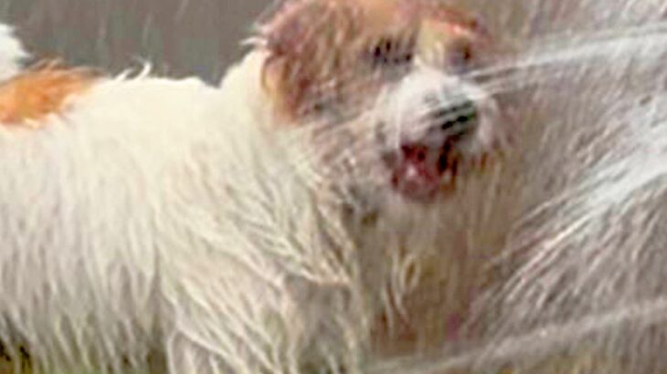 水遊び中に『シャワーヘッド』をかじった犬→破壊してしまい…衝撃のハプニングに1万いいね「もはや現代アートで草」「大噴水ｗｗ」と爆笑続々(ブログ)