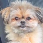 『パパとママどっちが好きか』を犬に聞いてみた結果…天と地ほど差のある『まさかの表情』が46万再生「あからさまで草」「泣いちゃうｗ」と爆笑(ブログ)